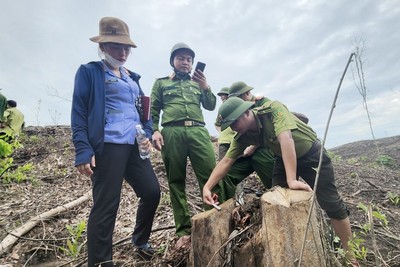 Hà Tĩnh: Trưởng phòng quản lý rừng bị đình chỉ công tác vì phá rừng