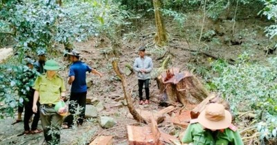 Khởi tố vụ phá rừng đặc dụng ở huyện K'Bang, tỉnh Gia Lai