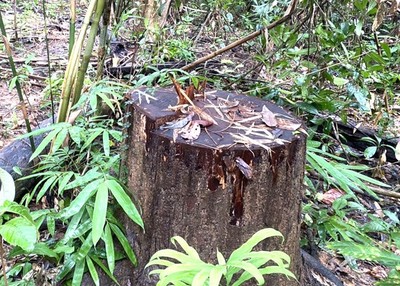 Kon Tum: Khởi tố vụ cưa hạ hàng chục mét khối gỗ