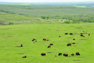 Tái du nhập bò rừng bison giúp gia tăng sự đa dạng của thực vật