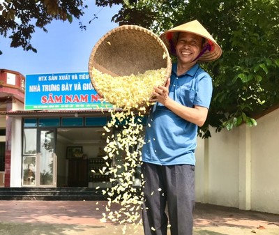 Tân Yên, Bắc Giang: Nhộn nhịp mùa thu hoạch hoa sâm Nam núi Dành