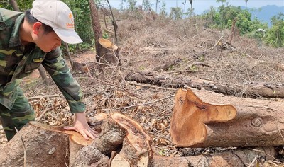 Quảng Trị: Triệu tập 10 đối tượng liên quan đến vụ việc phá rừng tự nhiên ở Đakrông