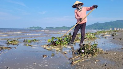 Hà Tĩnh: Hơn 200 người ra quân thu dọn bèo tây, rác thải dọc bờ sông, bãi biển