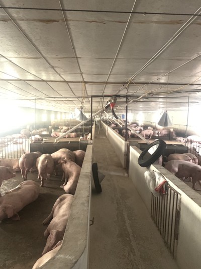 Thăm trang trại lợn lớn nhất tỉnh Hưng Yên có môi trường xanh, sạch