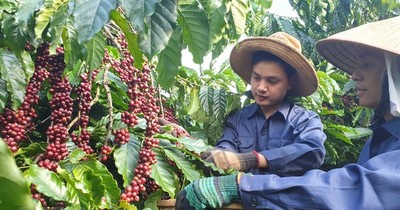 Trong nửa đầu tháng 9/2022, Việt Nam xuất khẩu 38.000 tấn cà phê