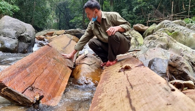 Giám đốc BQL Khu Bảo tồn thiên nhiên Bắc Hướng Hóa bị kỷ luật vì để xảy ra phá rừng