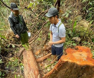 Kon Tum: Bắt 3 nghi phạm trong vụ phá rừng Sa Thầy