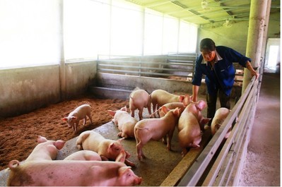 Hà Nội: Tập huấn "Hỗ trợ kỹ thuật chăn nuôi an toàn sinh học, định hướng hữu cơ năm 2022"
