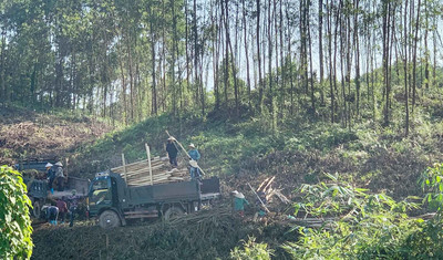 Quảng Ninh Phát triển rừng bền vững