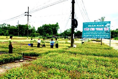 Đề án phát triển huyện Yên Thế trở thành trung tâm sản xuất giống cây trồng lâm nghiệp của Bắc Giang
