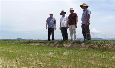 Phú Yên: Đề xuất chuyển đất trồng lúa sang xây dựng sân golf