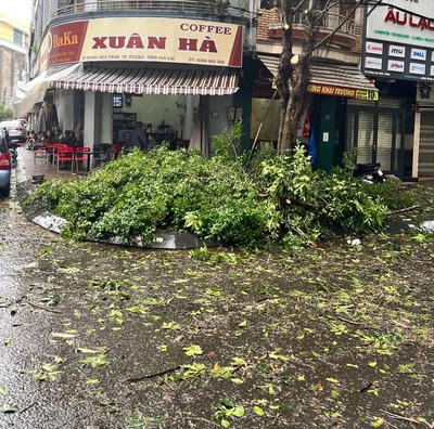 TP Pleiku: Ảnh hưởng bão số 4, một người chết, nhiều cây xanh ngã đổ