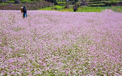 Hà Giang: Lễ hội hoa tam giác mạch lần thứ VIII năm 2022 khai mạc ngày 26/11