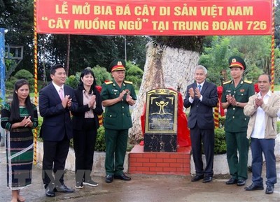 Đắk Nông: Nhiều cây gỗ quý được công nhận là Cây di sản Việt Nam