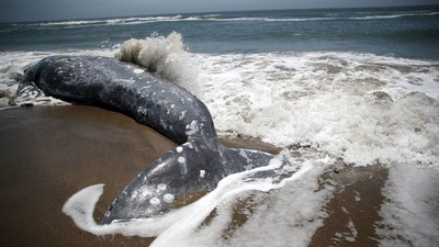 Một loạt cá voi chết bất thường ở Argentina
