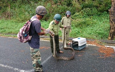Trăn gấm dài gần 5m quấn chết khỉ tại núi Sơn Trà ở Đà Nẵng