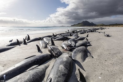 Gần 500 con cá voi chết nằm dọc bãi biển New Zealand sau khi bị mắc cạn hàng loạt