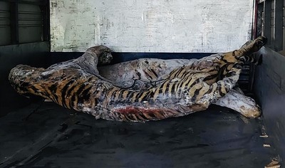 Bảo tàng Thiên nhiên Việt Nam tiếp nhận xác 9 cá thể hổ