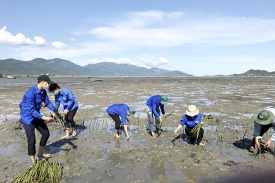 Khánh Hòa: Trồng 1.200 cây đước tại xã Ninh Lộc