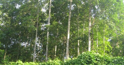 Hà Giang: Khung giá chi trả dịch vụ môi trường rừng mới nhất