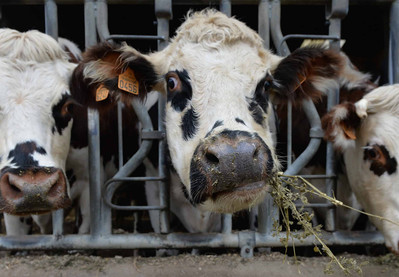 New Zealand: Nghiên cứu ra công thức làm giảm khí metan sinh ra từ ợ hơi của bò