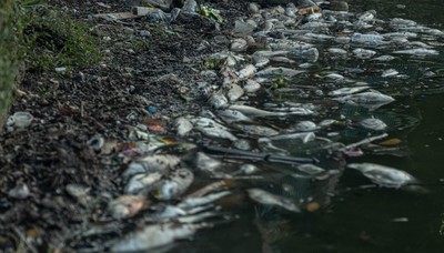 Hà Nội: Kiểm tra, xử lý, khắc phục tình trạng cá chết tại hồ Tây