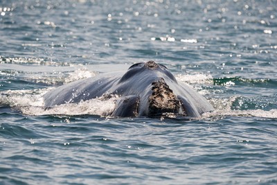 Tình trạng cá voi chết hàng loạt ở Bắc Đại Tây Dương