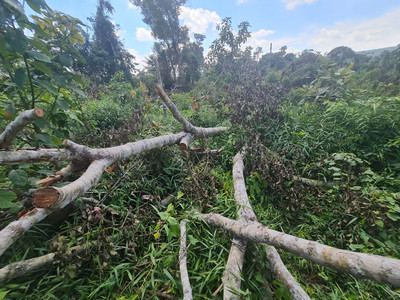 Đắk Nông: Cần ngăn chặn kịp thời nạn phá rừng tại xã Quảng Sơn