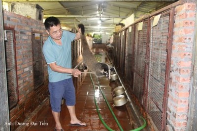 Bắc Giang: Lợi nhuận khoảng 2 tỷ đồng mỗi năm từ mô hình nuôi cầy vòi mốc