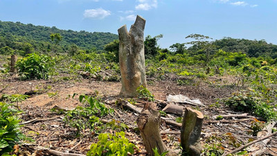 Quảng Bình: Điều tra việc 12,54ha rừng trồng và rừng phòng hộ bị chặt phá nghiêm trọng