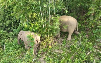Nghệ An: Xuất hiện 2 con voi rừng phá nương rẫy tại huyện Quỳ Châu