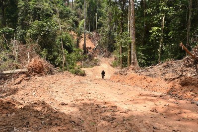 Thế giới có thể không theo kịp mục tiêu khí hậu vào năm 2030 do nạn phá rừng vẫn tiếp diễn