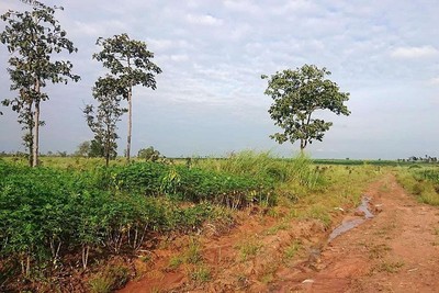 Đắk Lắk: 1 công ty trồng rừng để suy giảm hơn 326ha rừng