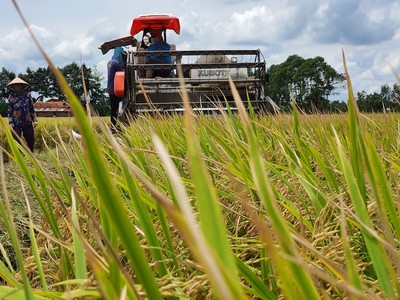 Australia - Việt Nam phát triển giống lúa thích nghi biến đổi khí hậu