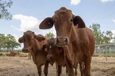 Nghiên cứu đầy hứa hẹn nhằm giảm đáng kể lượng khí thải metan trong chăn nuôi