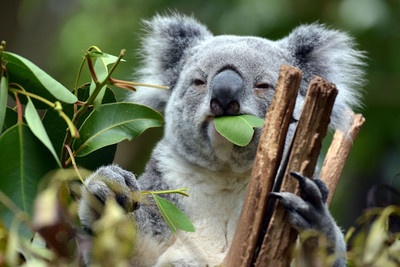 Australia lên kế hoạch bảo tồn loài gấu koala