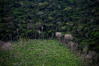 Hợp tác toàn cầu để bảo vệ rừng Amazon