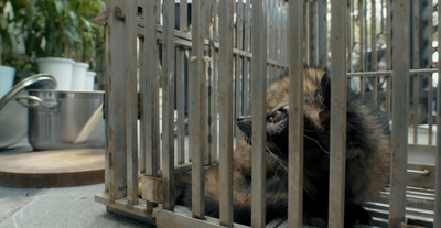 Ra mắt phim “Rủi ro dịch bệnh từ việc tiêu thụ động vật hoang dã”
