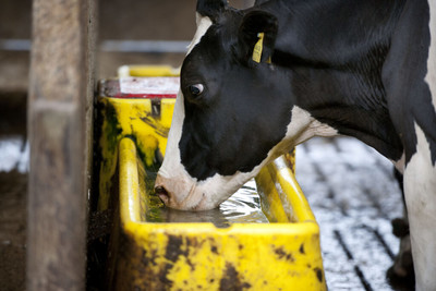 Bò sữa căng thẳng, nguồn cung sữa trên thế giới bị đe doạ do nắng nóng gay gắt