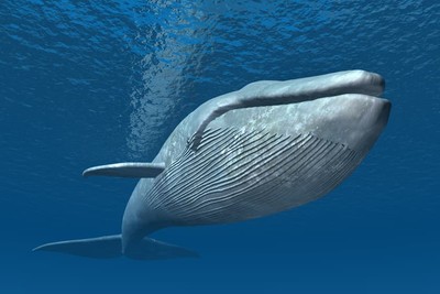 Cá voi nuốt khoảng mười triệu mảnh vi nhựa mỗi ngày