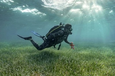 Phát hiện rừng cỏ biển rộng nhất thế giới tại Bahamas