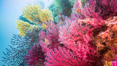 Vì sao rạn san hô ở bờ biển Địa Trung Hải lại bị tàn phá?