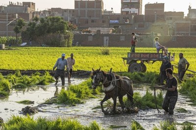 Biến đổi khí hậu khiến sông Nile chết mòn