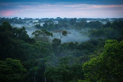 Colombia và Venezuela cam kết cứu rừng nhiệt đới Amazon