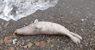 Turkmenistan: Hàng trăm cá thể hải cẩu Caspi chết trôi dạt vào bờ biển