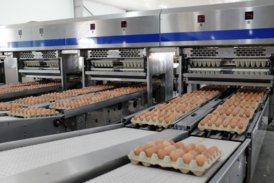 Hòa Phát bán hơn một triệu quả trứng mỗi ngày, lớn nhất miền Bắc