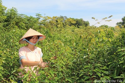 Bắc Giang: Thu nhập hơn 2 tỷ đồng mỗi năm từ mô hình ươm, trồng cây xanh