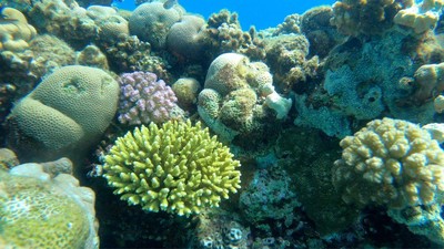 Ô nhiễm dầu ở Ai Cập đe dọa một trong số ít rạn san hô phát triển mạnh trên thế giới
