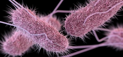 Tìm hiểu vi khuẩn Salmonella gây ngộ độc cho 600 học sinh ở Nha Trang