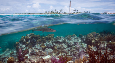 Tổ chức phi lợi nhuận mua bảo hiểm cho các rạn san hô bị đe dọa ở Hawaii